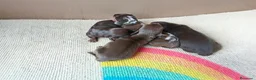 Teckel Miniatura perros en venta: TECKELS MINIATURAS PRECIOSA CAMADA  - Anuncio 5