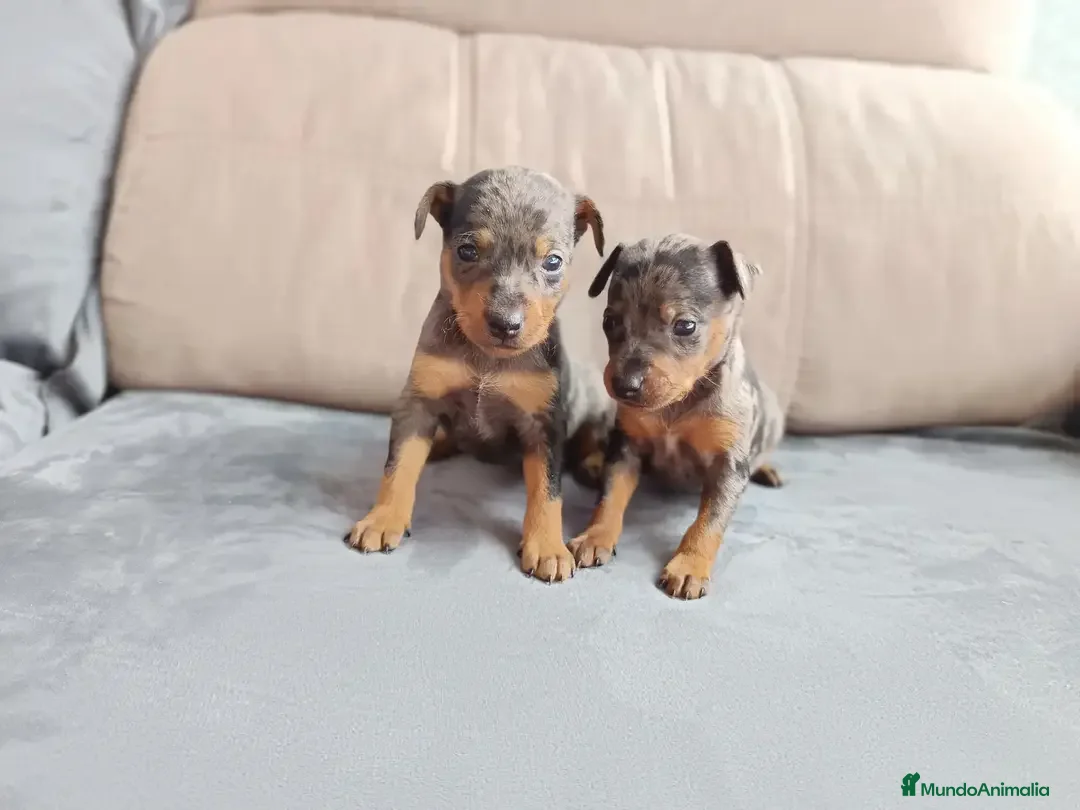 Pinscher Miniatura perros en venta: Pincher arlequín  en Badajoz - Anuncio 2