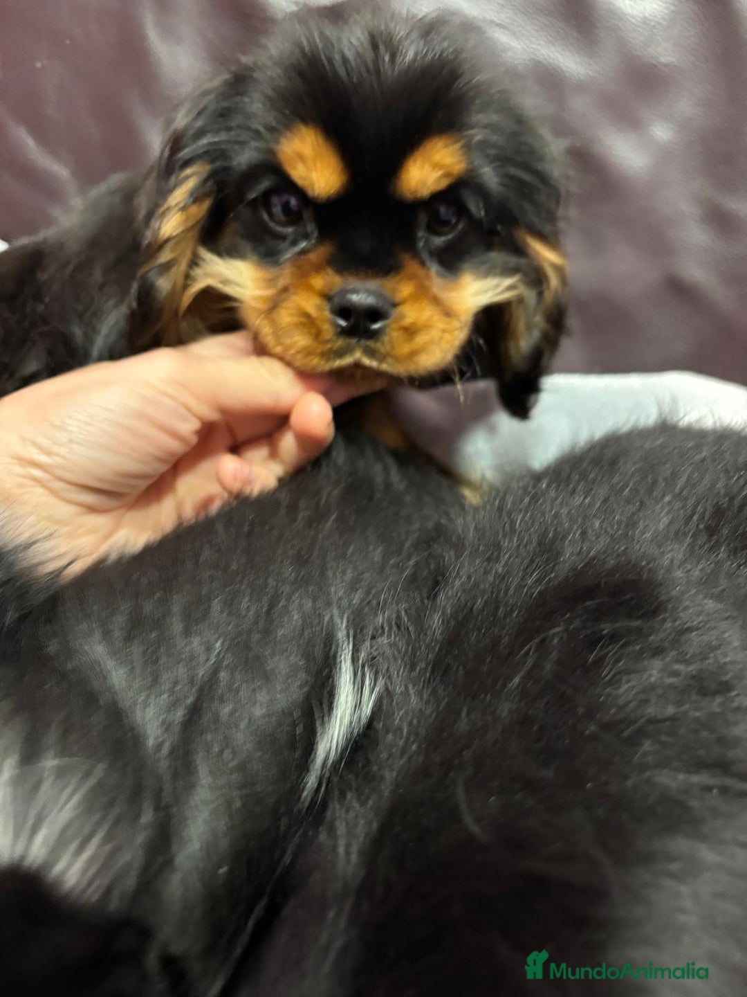 Cavalier King Charles Spaniel perros en venta: Cachorro Cavalier macho negro fuego - Anuncio 2