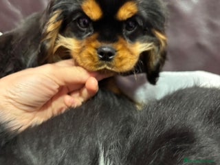 Cavalier King Charles Spaniel perros Cachorro Cavalier macho negro fuego - Anuncio 1
