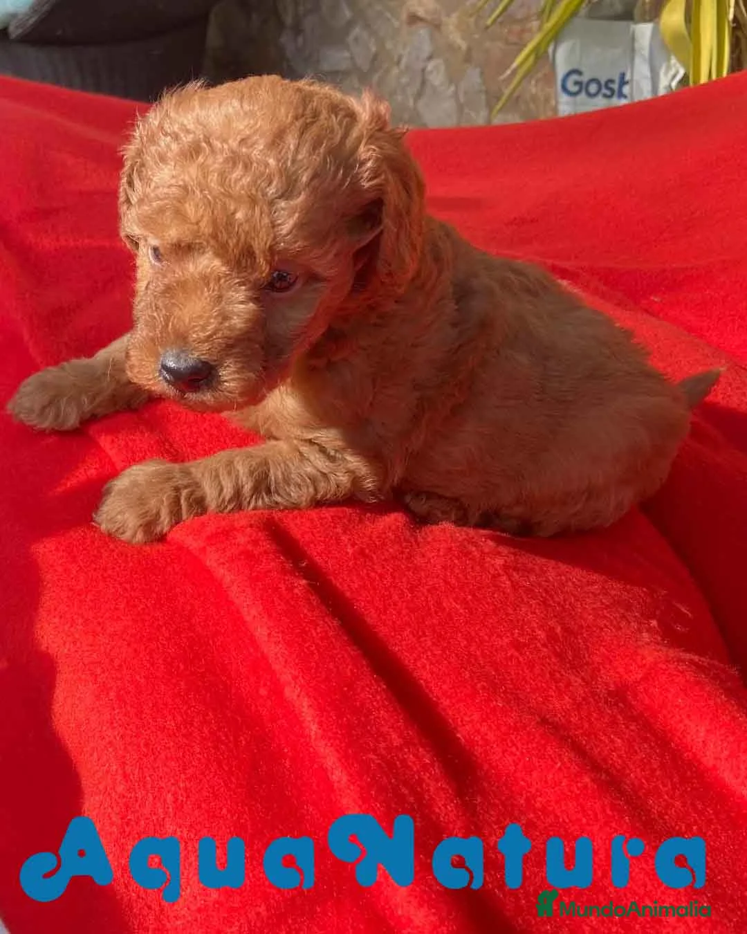 Caniche Toy perros en venta: Caniche Macho 7352 de Camila - AQUANATURA en Barcelona - Anuncio 6