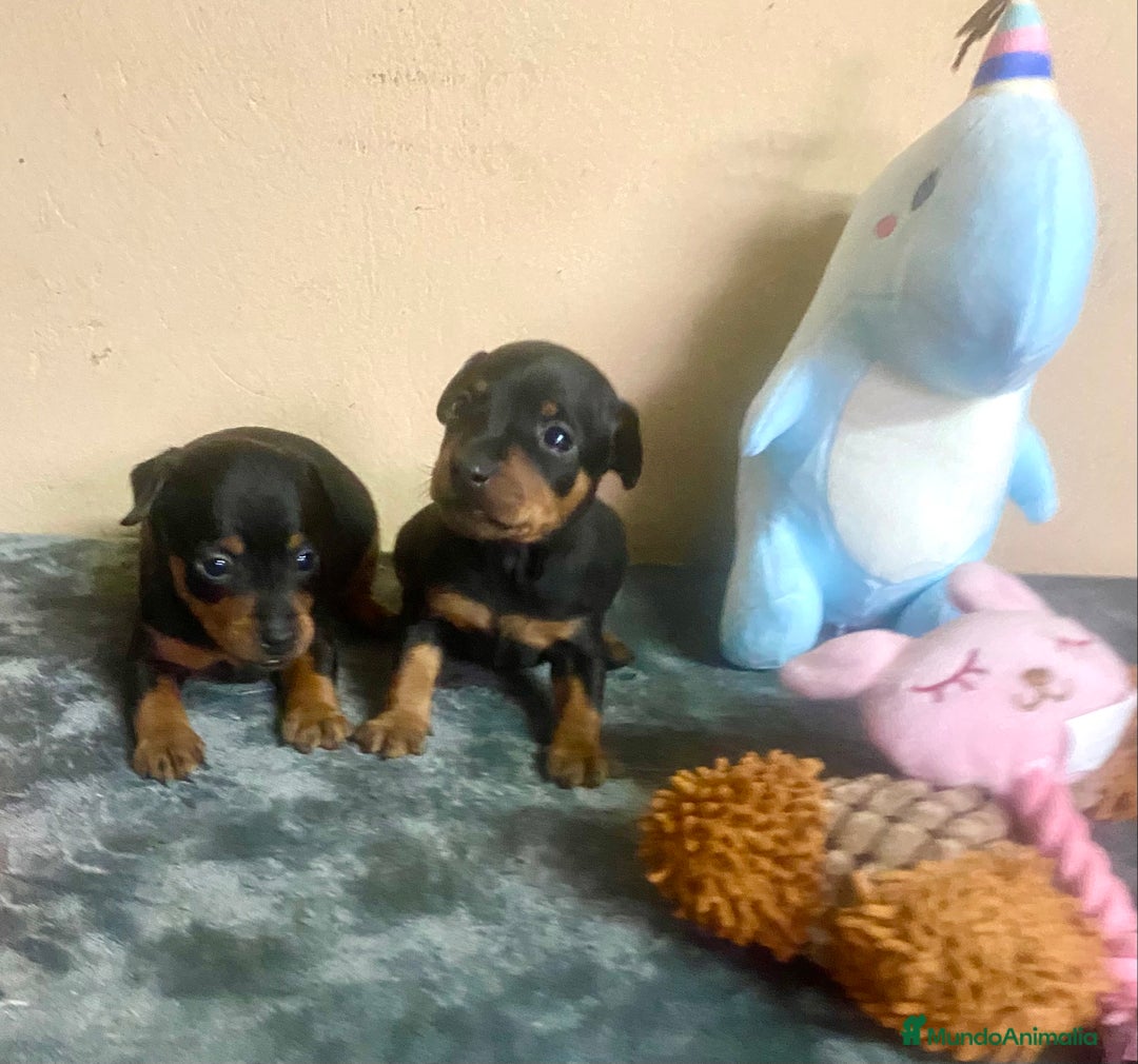 Pinscher Miniatura perros en venta: Pincher Miniatura - Anuncio 1