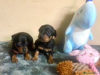 Pinscher Miniatura perros Pincher Miniatura - Anuncio 1