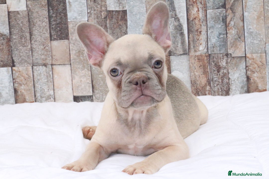 Bulldog Francés perros en venta: CACHORROS BULLDOG FRANCÉS DE CALIDAD A BUEN PRECIO - Anuncio 4