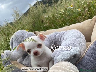 Chihuahua perros en Ciudad Real - Anuncio 28