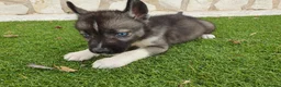 Husky Siberiano perros en venta: Husky Jet Black y Agouti EXÓTICOS - Anuncio 12