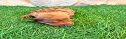Teckel Miniatura perros en venta: Teckel Miniatura merle chocolate - Anuncio 3
