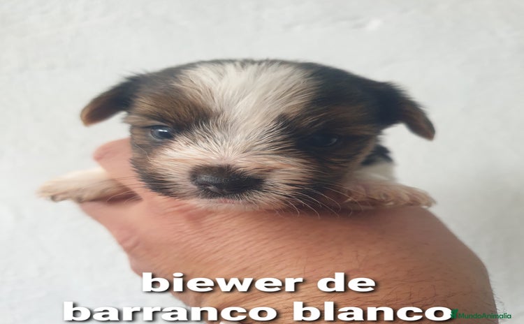 Biewer Yorkshire Terrier a la Pom Pon perros - Anuncio 1