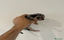 Chihuahua perros en venta: Chihuahua - Imagen 2