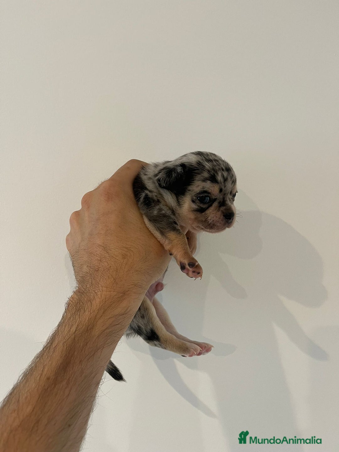Chihuahua perros en venta: Chihuahua - Imagen 2