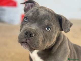 American Bully perros en Illes Balears - Anuncio 5