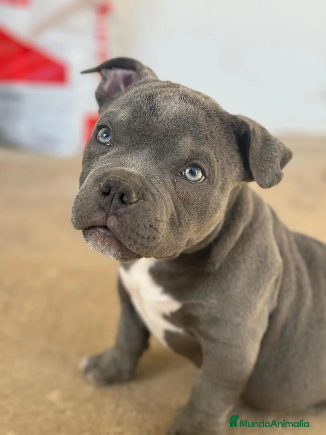 American Bully perros en venta: American Bully  en Illes Balears - Anuncio 1