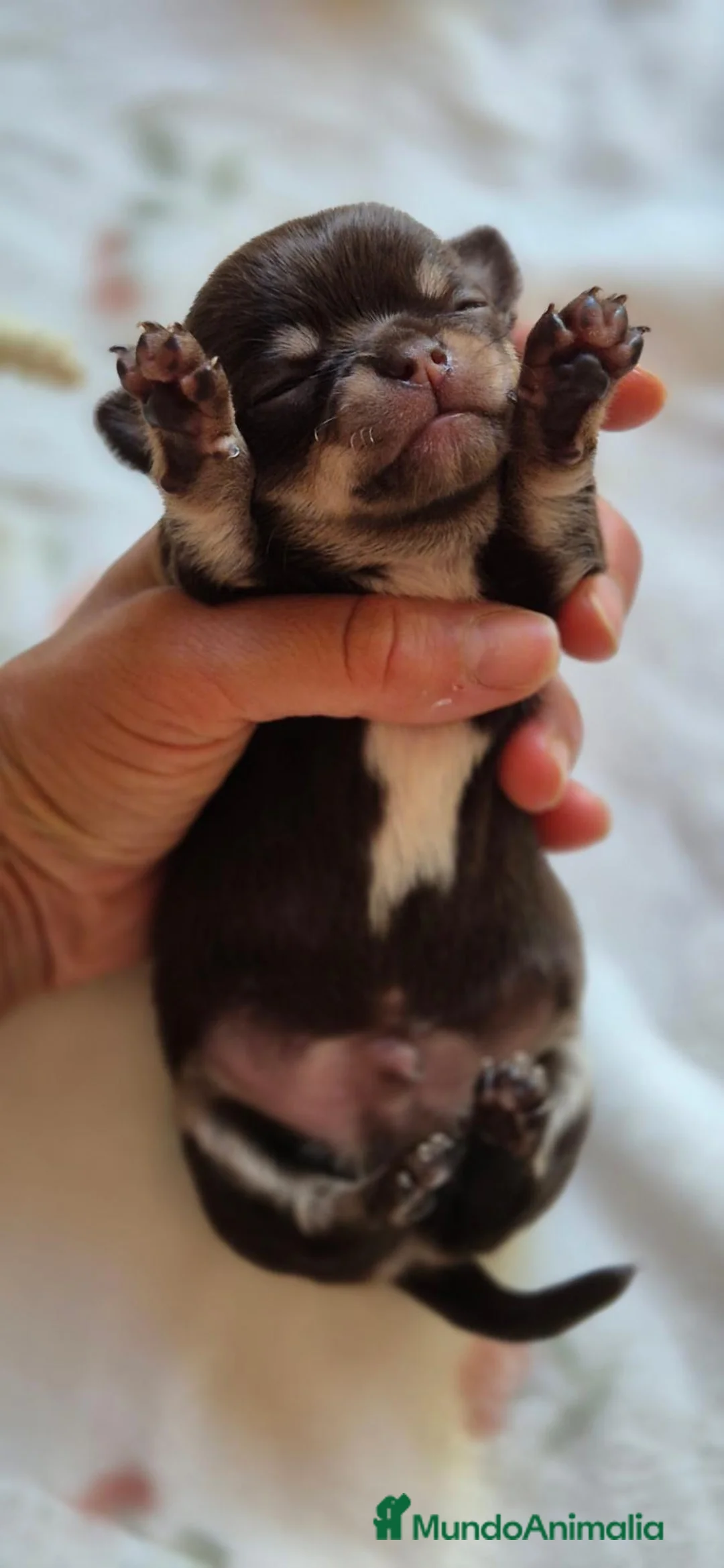 Chihuahua perros en venta: CHIHUAHUA CHOCOLATE 🍫  - Anuncio 4