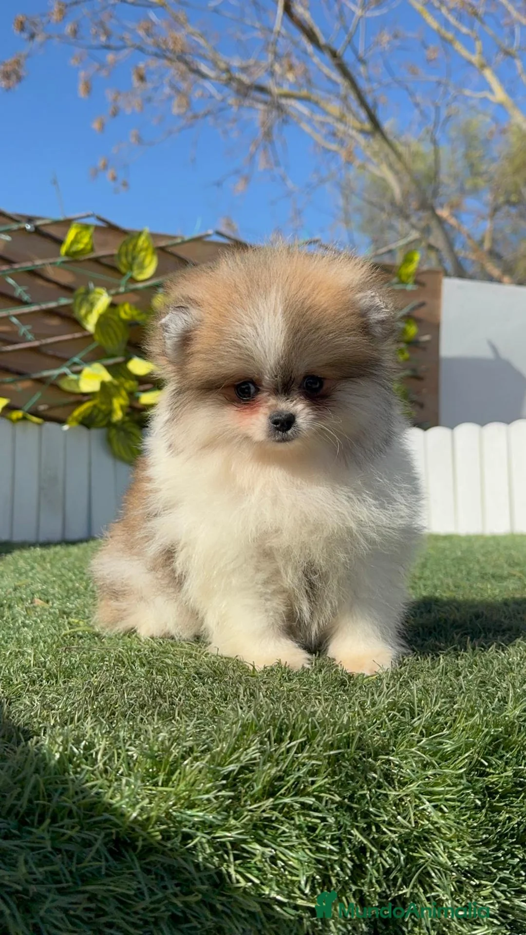 Pomerania perros en venta: POMERANIA HEMBRA - Anuncio 3