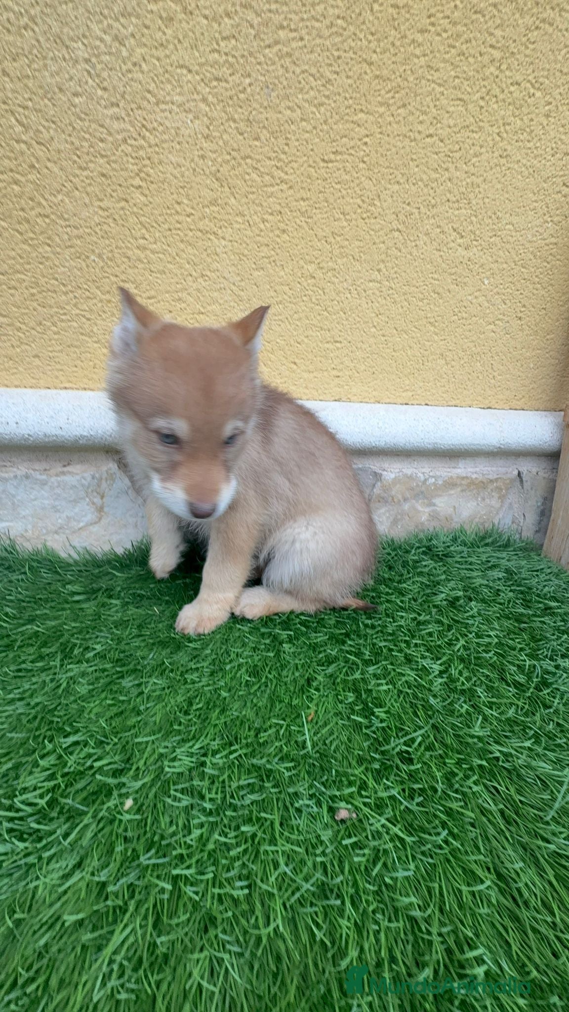 Perro Lobo de Saarloos perros Perro lobo hembra roja - Anuncio 2