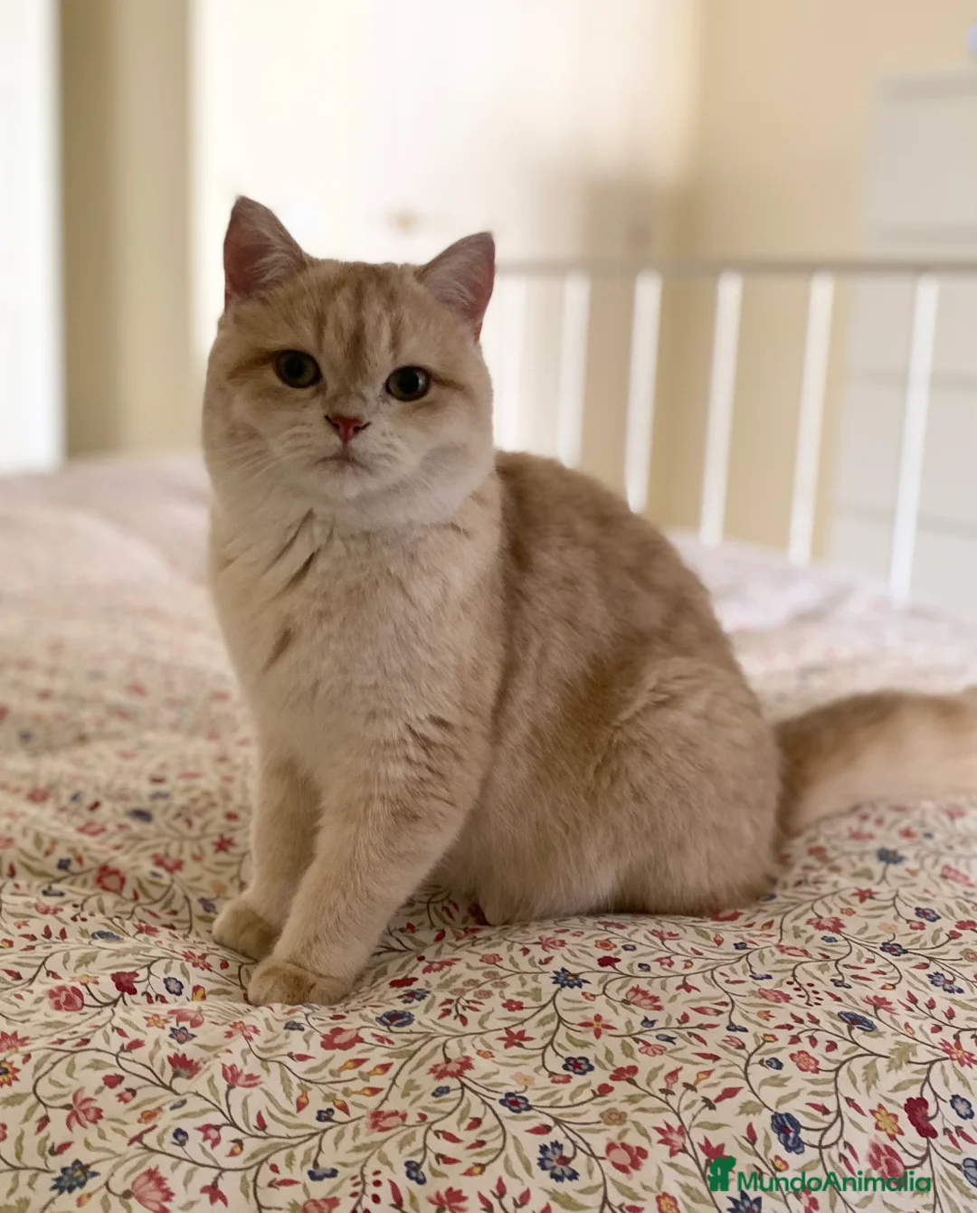 Británico de Pelo Corto gatos para monta: Busco gato british golden para monta Barcelona - Anuncio 2