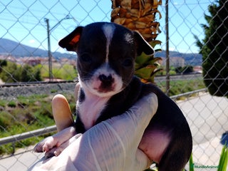 Chihuahua perros en Alicante - Anuncio 8