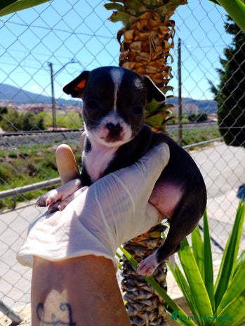 Chihuahua perros en Alicante - Anuncio 6