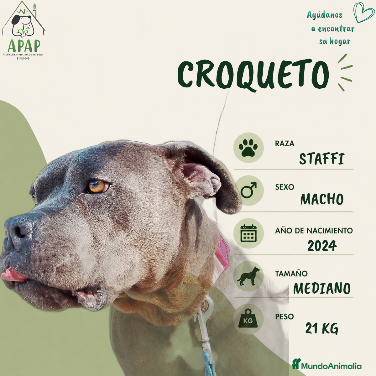 Raza Mixta perros CROQUETO busca hogar - Anuncio 1