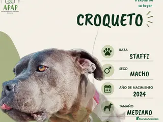 Raza Mixta perros CROQUETO busca hogar - Anuncio 17