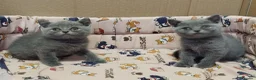 Británico de Pelo Corto gatos en venta: British Shorthair  - Anuncio 5