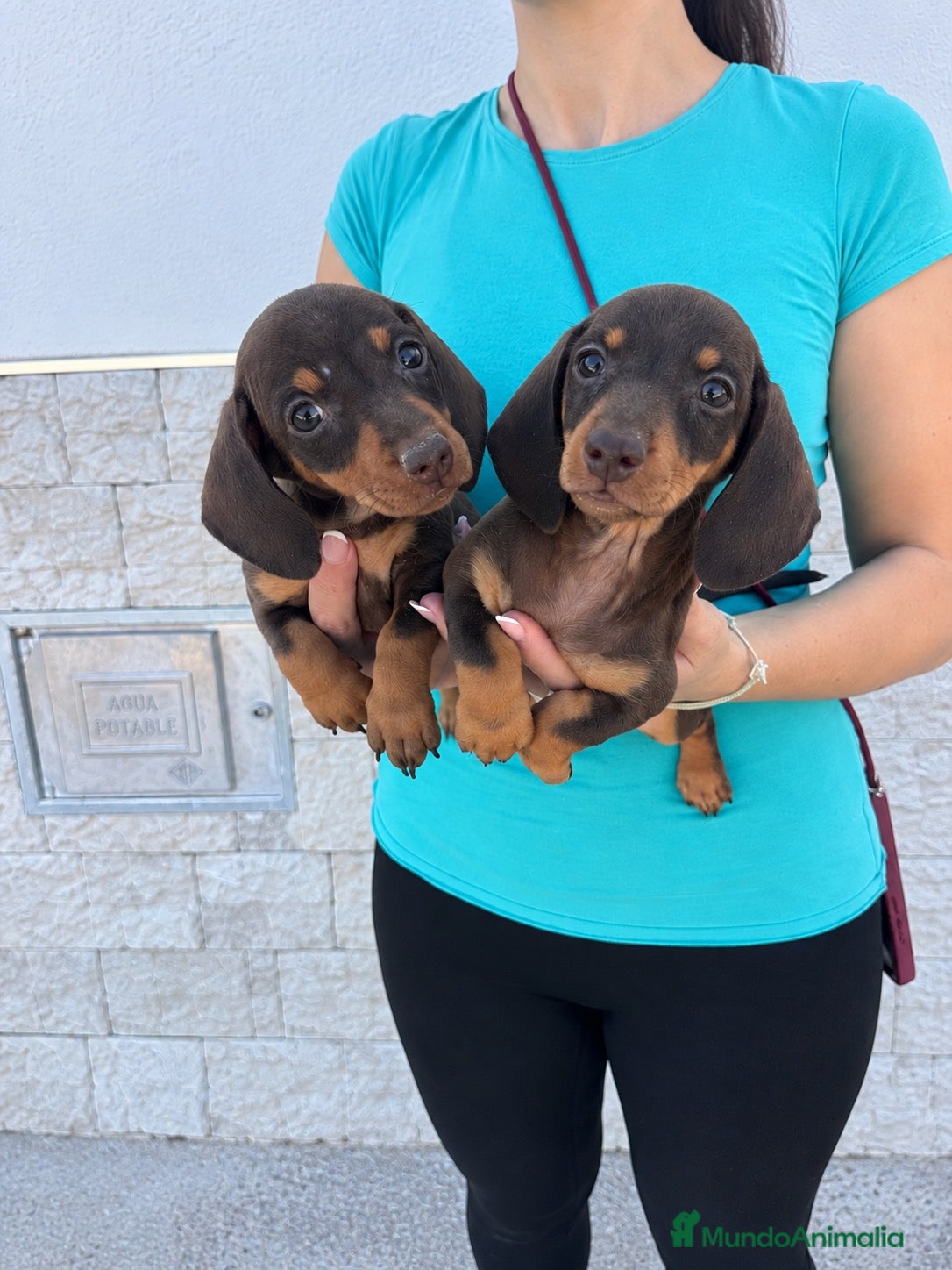 Teckel Miniatura perros teckel kaninchen  - Anuncio 1