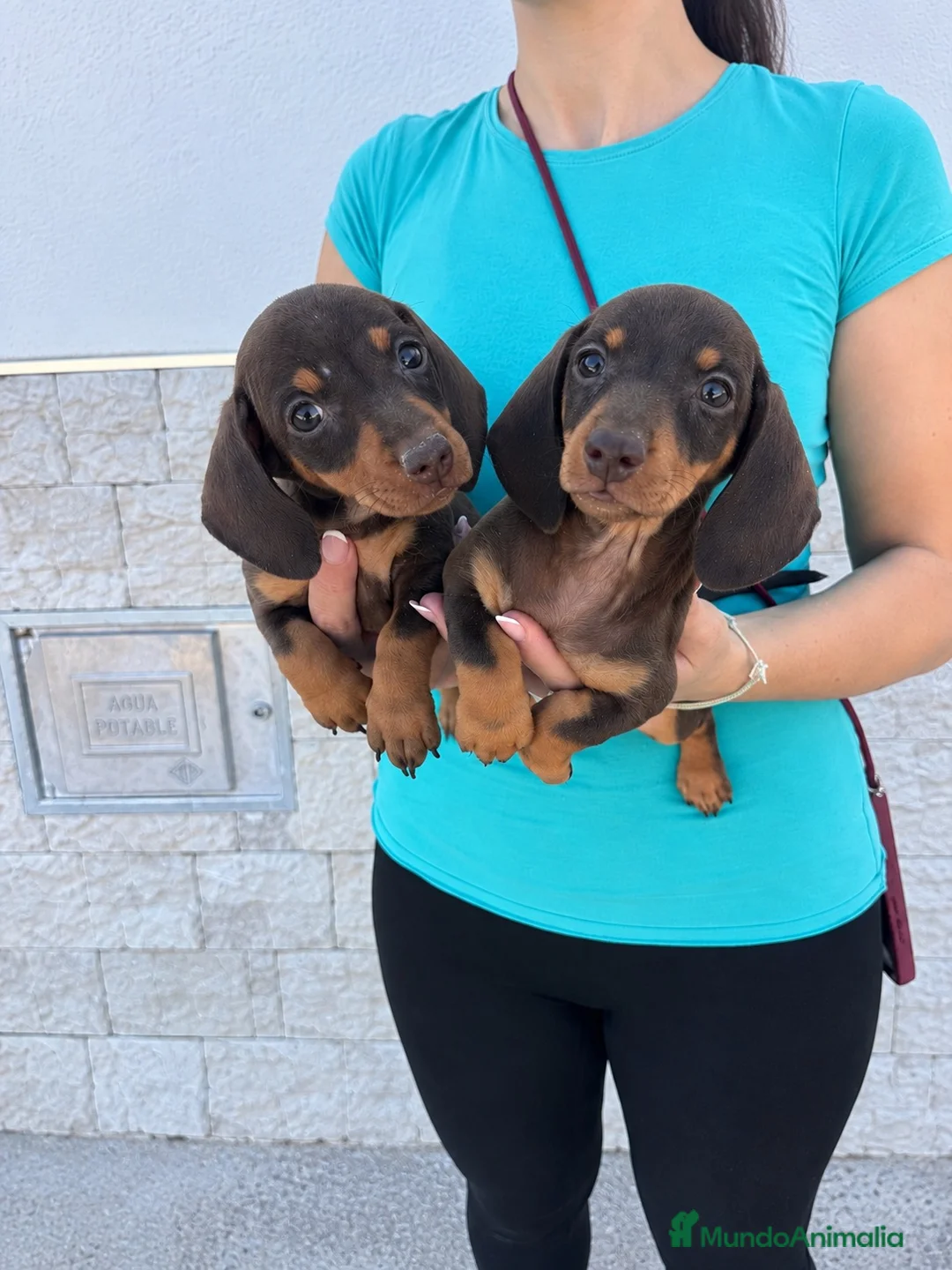 Teckel Miniatura perros en venta: teckel kaninchen  - Anuncio 1