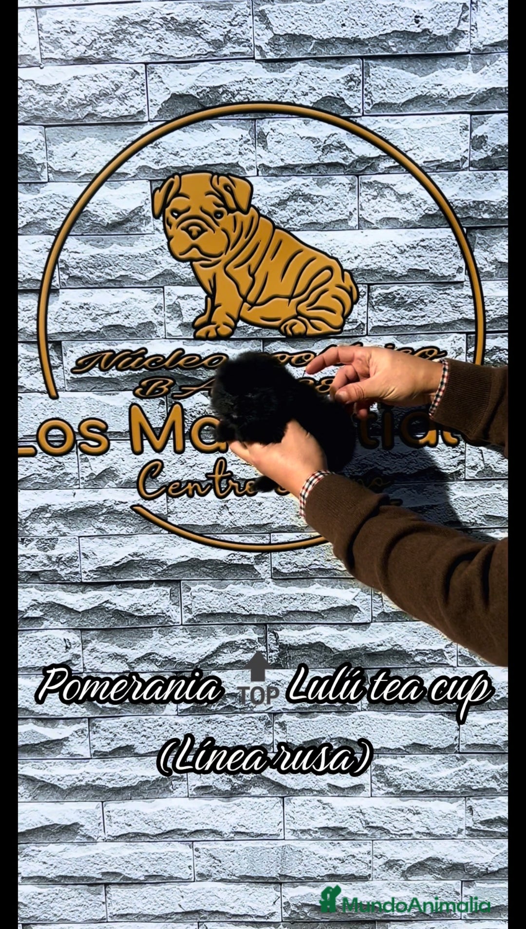 Pomerania perros en venta: Cachorros pomerania - Anuncio 7