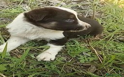 Border Collie perros en venta: Border collie chocolate hembra - Imagen 10