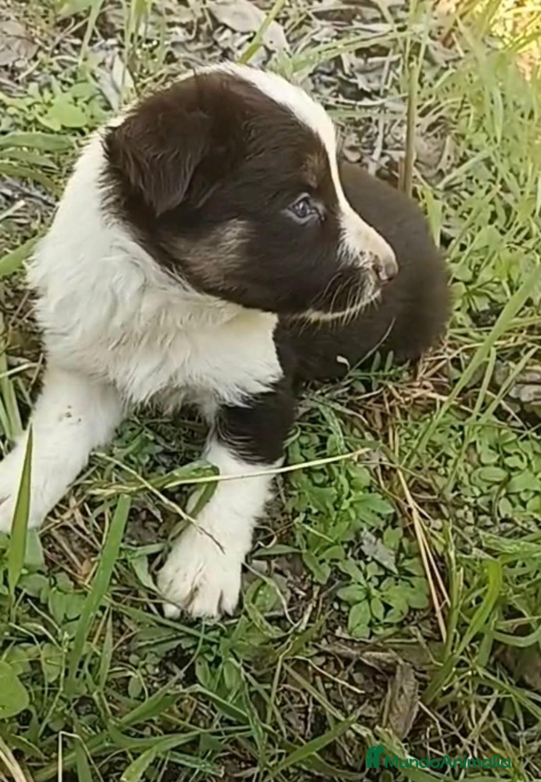 Border Collie perros en venta: Border collie chocolate hembra - Imagen 10