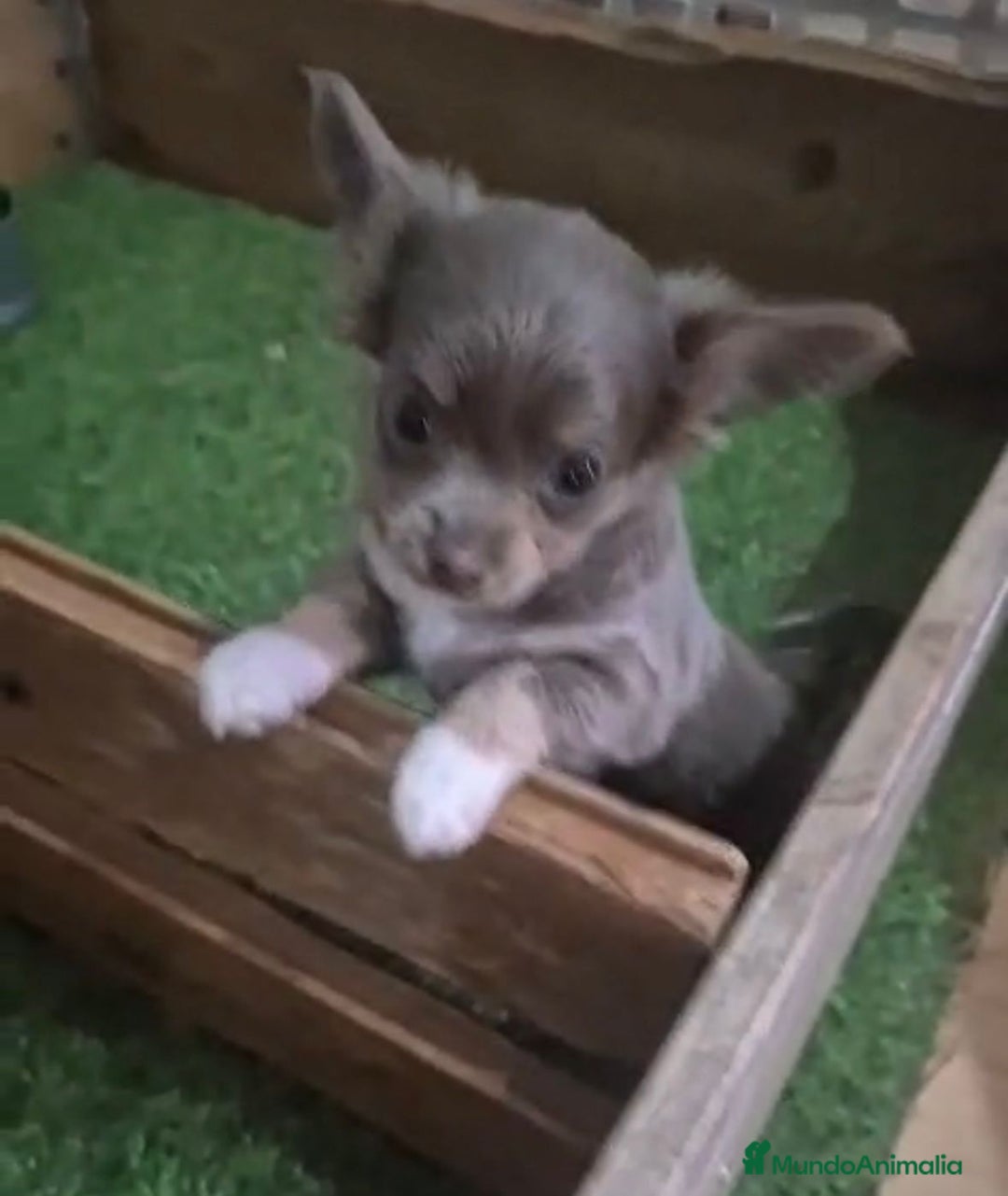 Chihuahua perros en venta: Chihuahua MICRO TOY Lilac Pelo Largo - Imagen 7