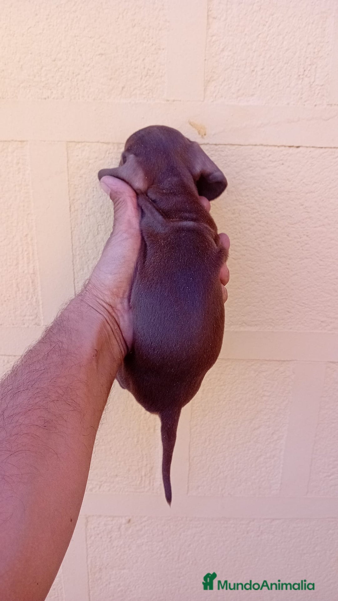 Teckel Miniatura perros en venta: Teckel kaninchen  - Imagen 13