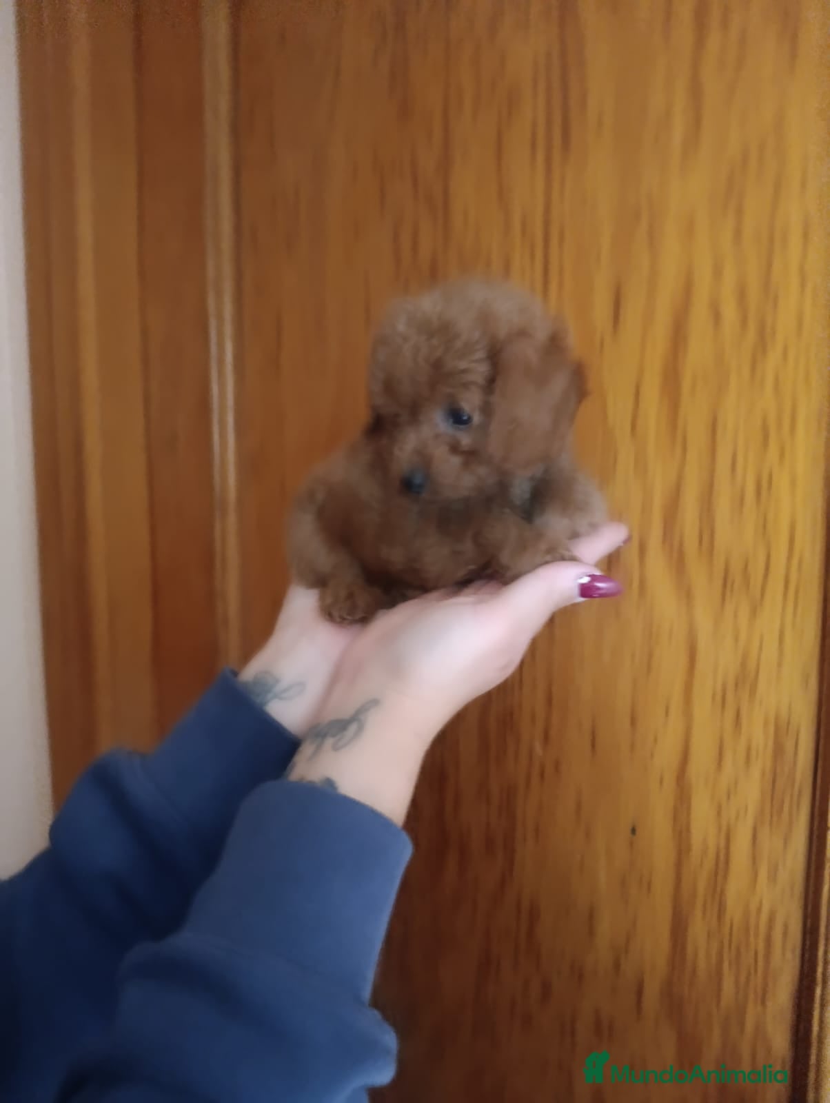 Caniche Toy perros CANICHES TOYS EXCLUSIVOS  - Anuncio 17