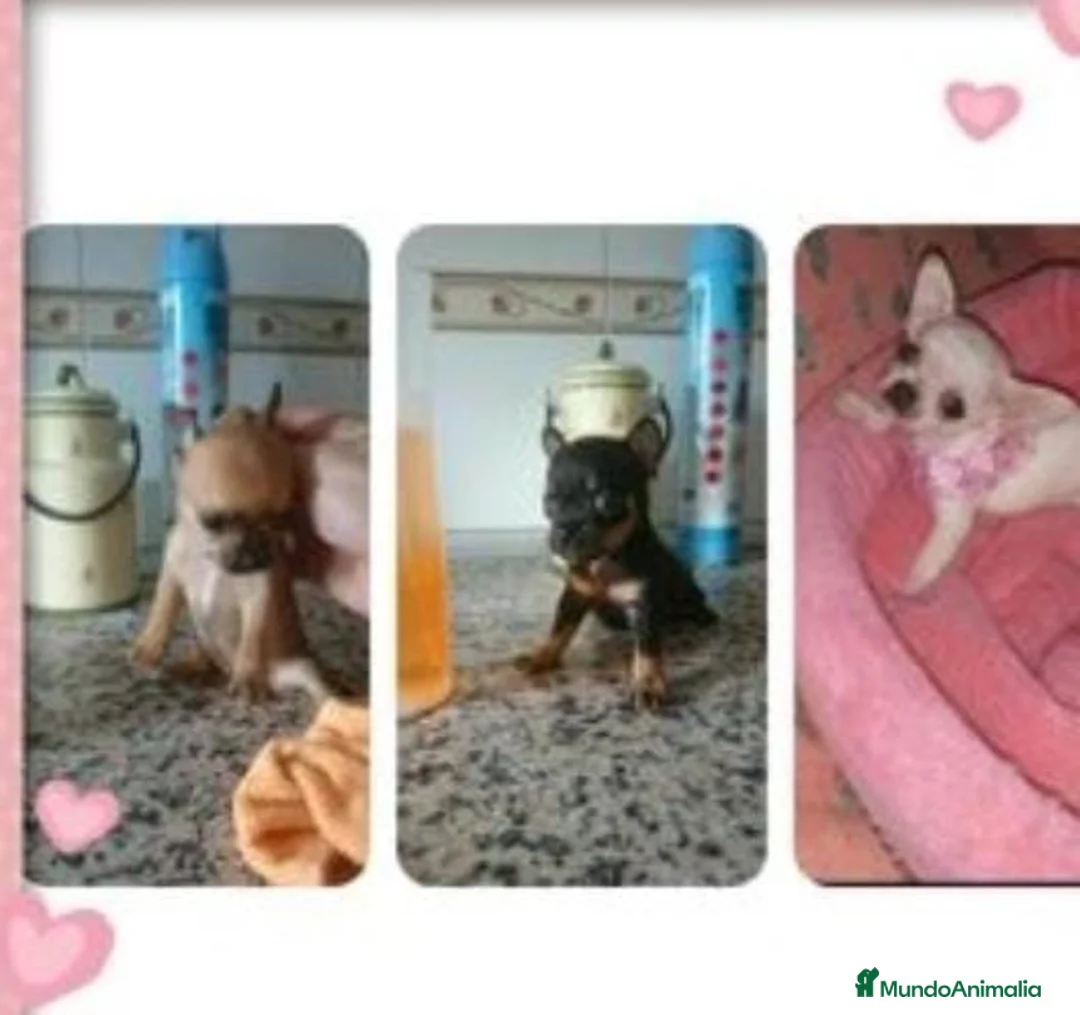 Chihuahua perros en venta: Chihuahua de bolsillo en Badajoz - Anuncio 1