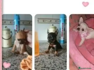 Chihuahua perros Chihuahua de bolsillo en Badajoz - Anuncio 20