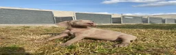 Weimaraner perros en venta: Preciosos bravos de weimar - Anuncio 4