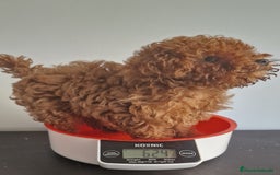 Caniche Toy perros en venta: Hembra mini toy 50% linea asiatica.  en Alicante - Imagen 1