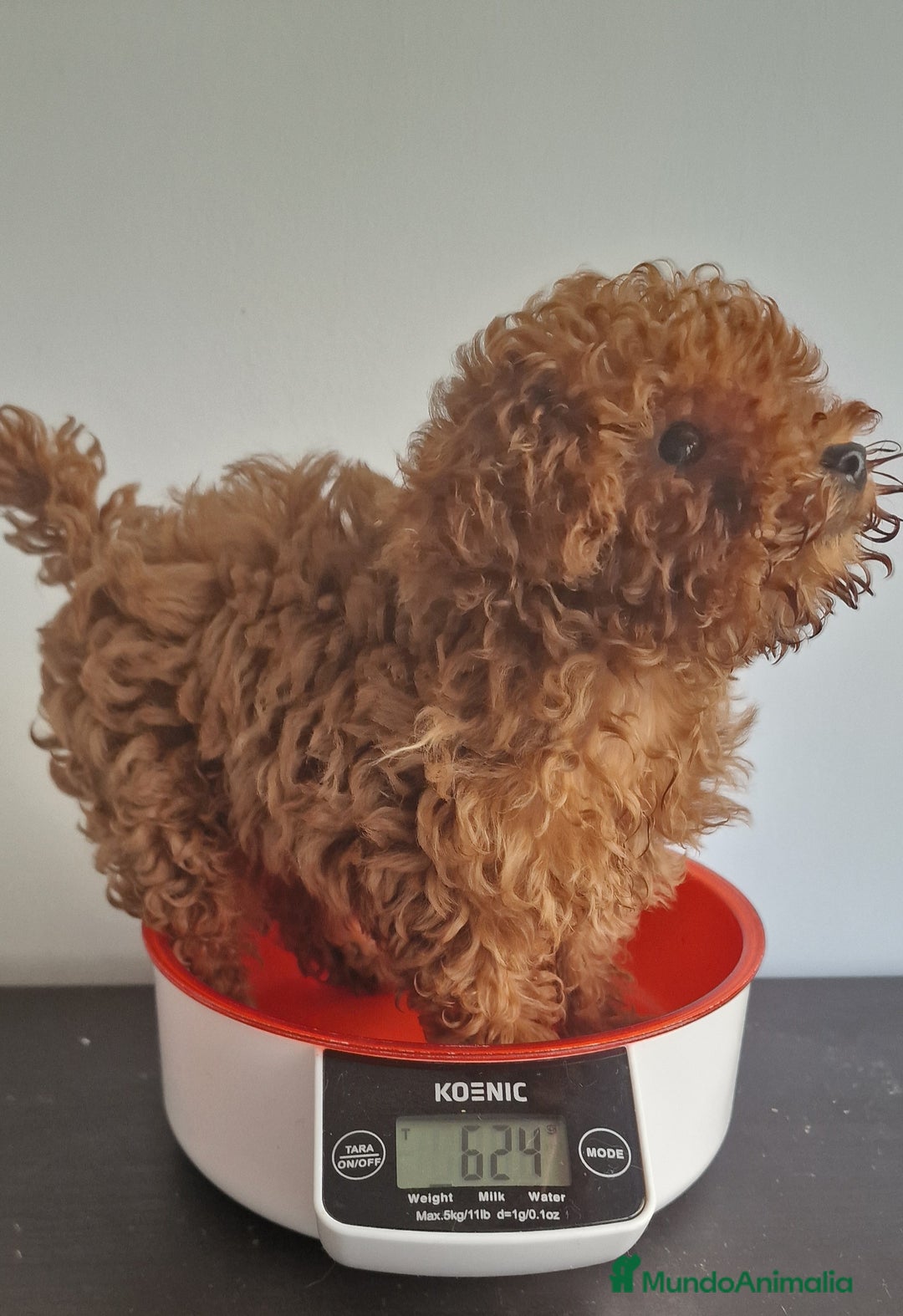 Caniche Toy perros en venta: Hembra mini toy 50% linea asiatica.  en Alicante - Imagen 1