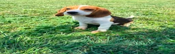 Beagle perros en venta: Beagle - Anuncio 5