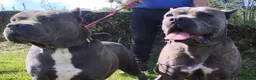 Cane Corso perros en venta: Cane Corso  - Anuncio 4