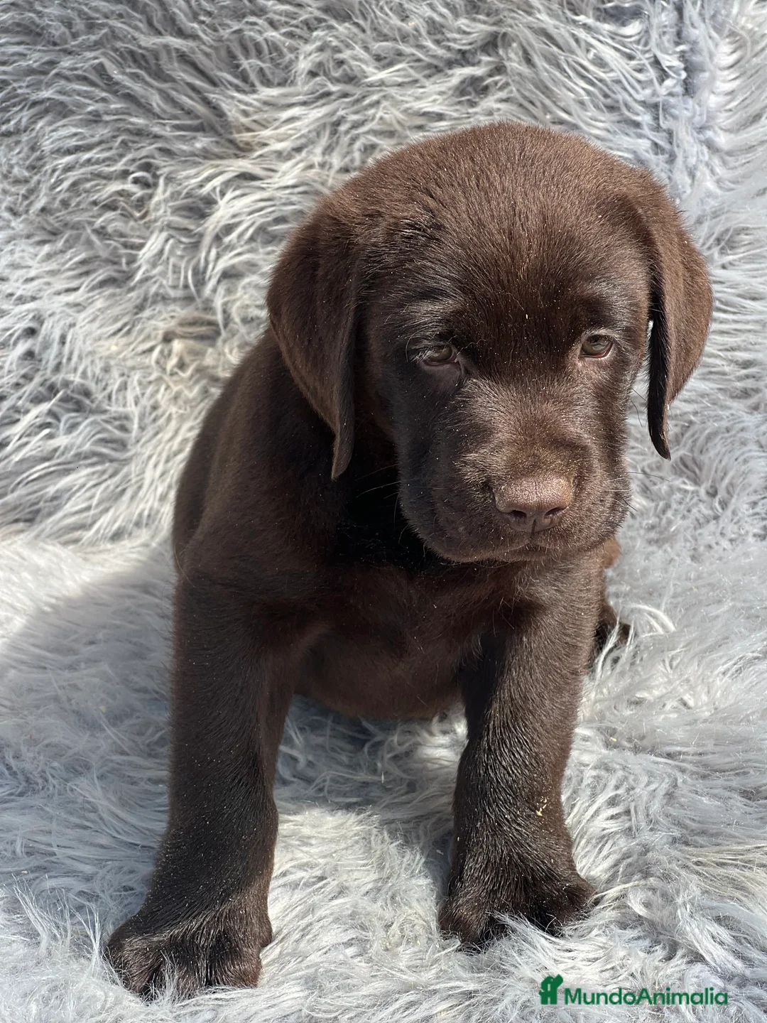 Labrador Retriever perros en venta: Labrador chocolate  - Anuncio 4