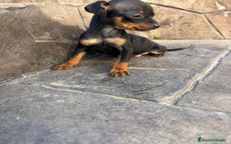 Pinscher Miniatura perros en venta: Pinscher miniatura  - Anuncio 3
