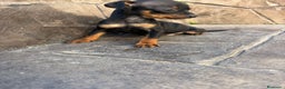 Pinscher Miniatura perros en venta: Pinscher miniatura  - Anuncio 3