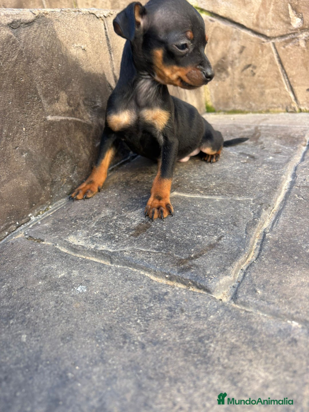 Pinscher Miniatura perros en venta: Pinscher miniatura  - Anuncio 3