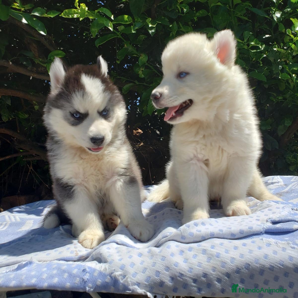Husky Siberiano perros Hermosos cachorros husky!! - Anuncio 2