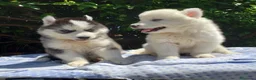 Husky Siberiano perros en venta: Hermosos cachorros husky!! - Anuncio 1