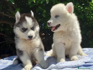 Husky Siberiano perros Hermosos cachorros husky!! - Anuncio 2