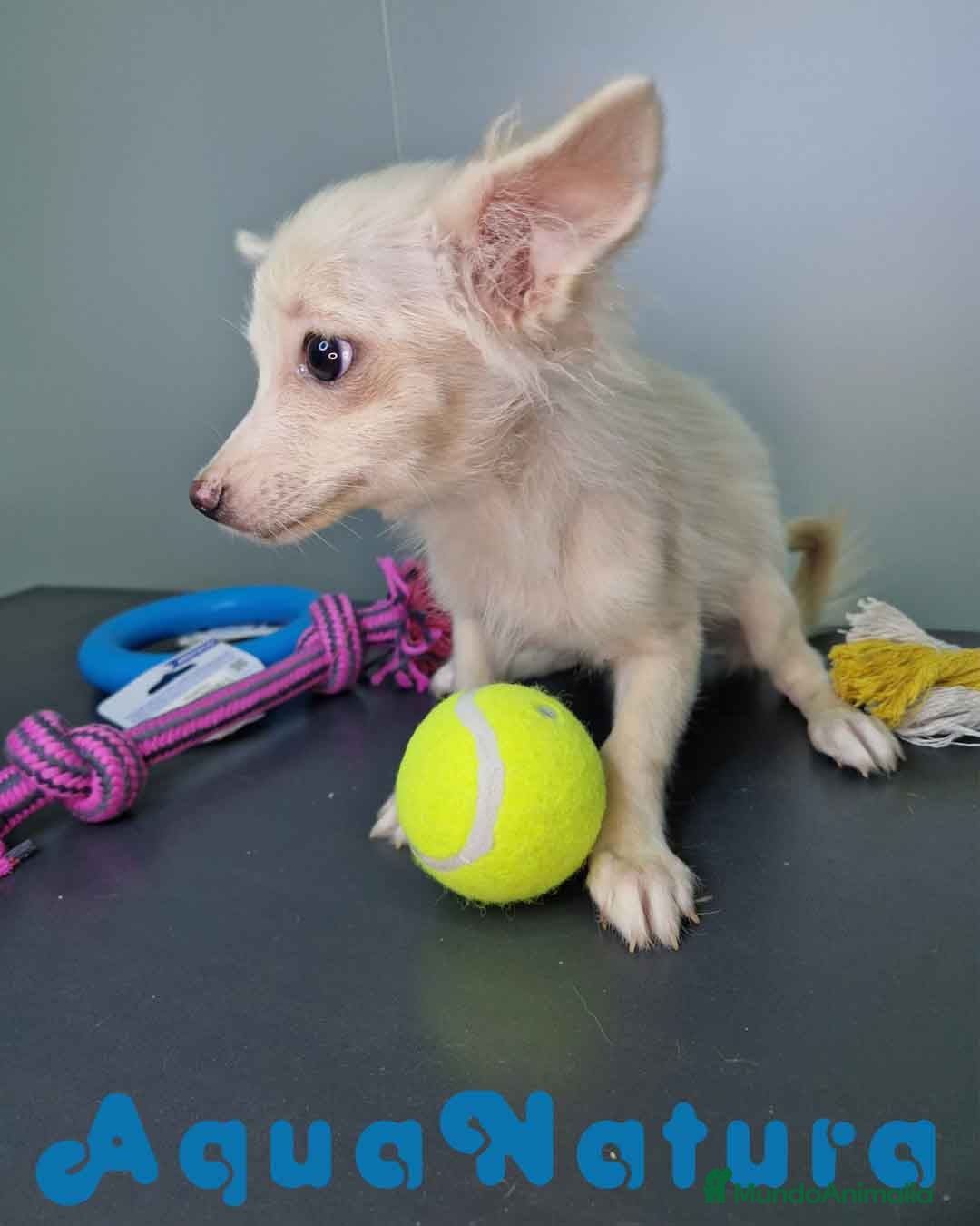 Pomchi perros en venta: Pomchi Hembra 1756 AQUANATURA - Imagen 10