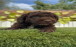 Perro de Agua Español perros en venta: PERRO DE AGUA ESPAÑOL - Imagen 5