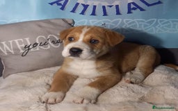 Raza Mixta perros en venta: Cachorros de sharpei con husky Siberiano  - Imagen 1